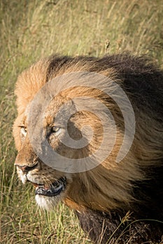 Lions in the wild in Kwazulu Natal