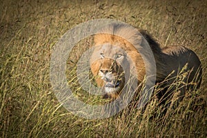 Lions in the wild in Kwazulu Natal