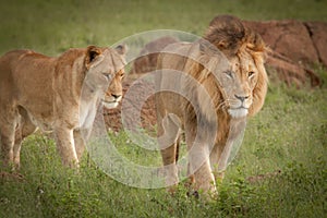 Lions in the wild in Kwazulu Natal photo