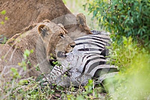 Lions on a zebra kill in South Africa photo