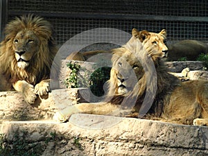 Lions in a zoo