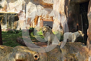 Lions in zoos and nature