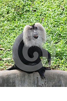 Liontailed Macaque