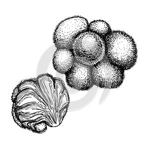 Lionâ€™s Mane. Adaptogenic mushroom hand-sketched illustration. Medicinal plant drawing isolated on white background. Natural