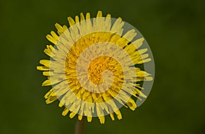 Lionâ€™s tooth weed (Taraxacum serotinum)