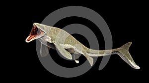 Liopleurodon, extinct giant aquatic lizard 3d illustration isolated on black background