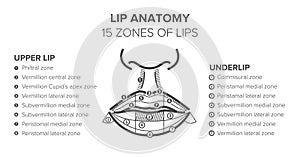 Lip anatomy. 15 zones of lips. Lip injections