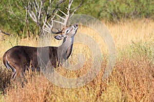 Lip curl display by whitetail buck