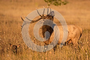Lip curl displayed by bull elk photo