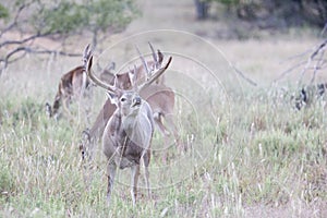 Lip curl displayed by non-typical whitetail buck