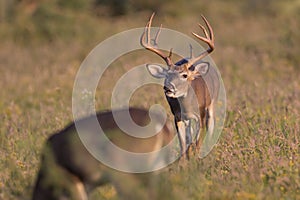 Lip Curl During Rut