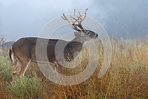 Lip curling action in fog