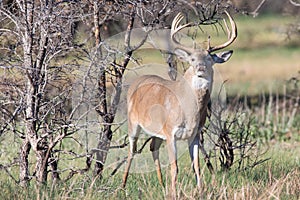 Lip curling action of whitetail buck