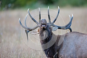 Lip curling of bull elk photo