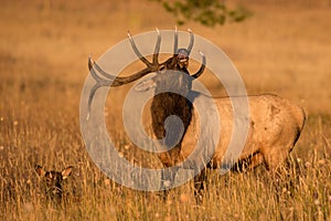 Lip curling of a bull elk photo