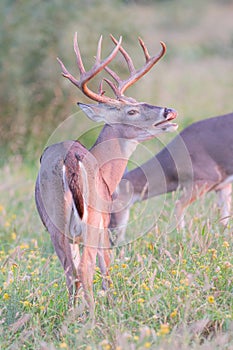 Lip curling by whitetail buck in vertical photograph