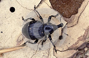 Liparus Germanus or German weevil