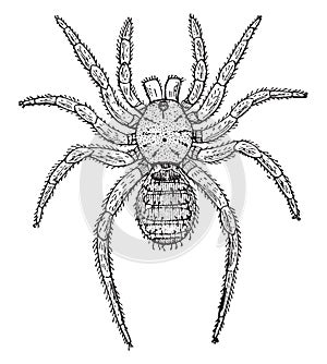 Liphistius Desultor, vintage illustration