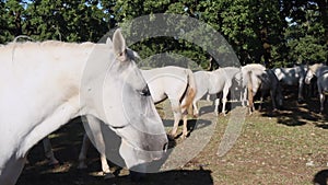 Lipica Stud Farm, the origin of the Lipizzan horse.