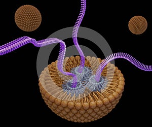 lipid-based nanoparticles are carrying RNA or small interfering RNA or siRNA, mRNA or CRISPR