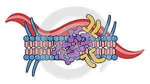 Lipid Bilayer Cell Membrane with Transmembrane Proteins