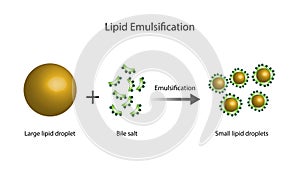 Lipid emulsification, Fat Molecule, Lipid droplets, Lipid Digestion. photo