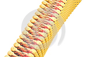 Lipid formation, fat in the human body. View under the microscope