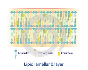 Lipid lamellar bilayer diagram vector on white background.
