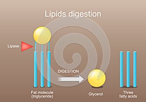 Lipid metabolism from triglyceride to Three fatty acids, and Glycerol. Lipase function photo