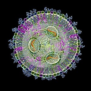 Lipid nanoparticle mRNA vaccine