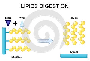 Lipids digestion. Lipolysis