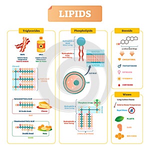 Lipids vector illustration. Triglycerides, waxes and steroids diagram. photo