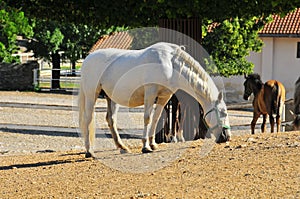 Lipizaner mare and foals at stud