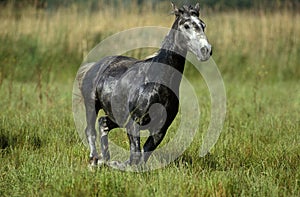 LIPIZZAN