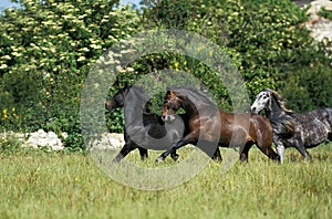 LIPIZZAN