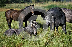 LIPIZZAN