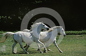 LIPIZZAN