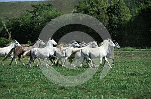 LIPIZZAN