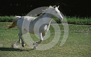 LIPIZZAN