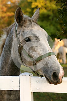 Lipizzan horse