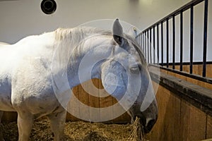 Lipizzan horse in Austria