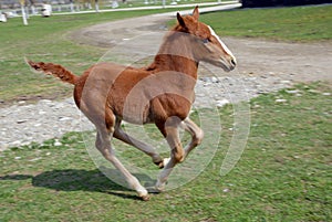 Lipizzan horse foal