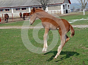 Lipizzan horse foal