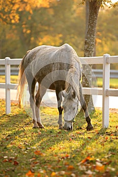 Lipizzan horse grazing