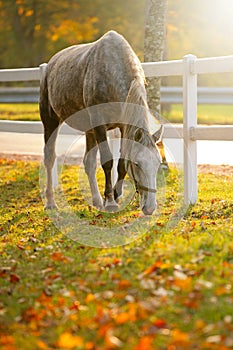 Lipizzan horse grazing