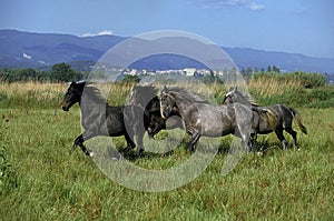 LIPIZZAN HORSE, HERD GALLOPING THROUGH MEADOW