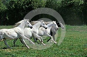 LIPIZZAN HORSE, HERD GALLOPING IN A PADDOCK