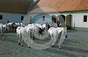 LIPIZZAN HORSE, HERD, LIPICA IN SLOVENIA