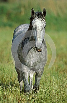 Lipizzan Horse standing in Long Grass