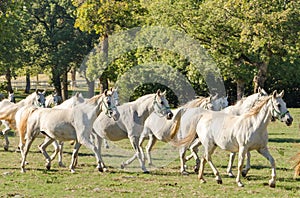 Lipizzan horses